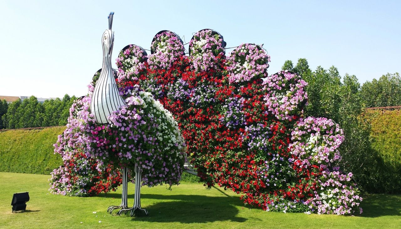 Miracle Garden Peacock