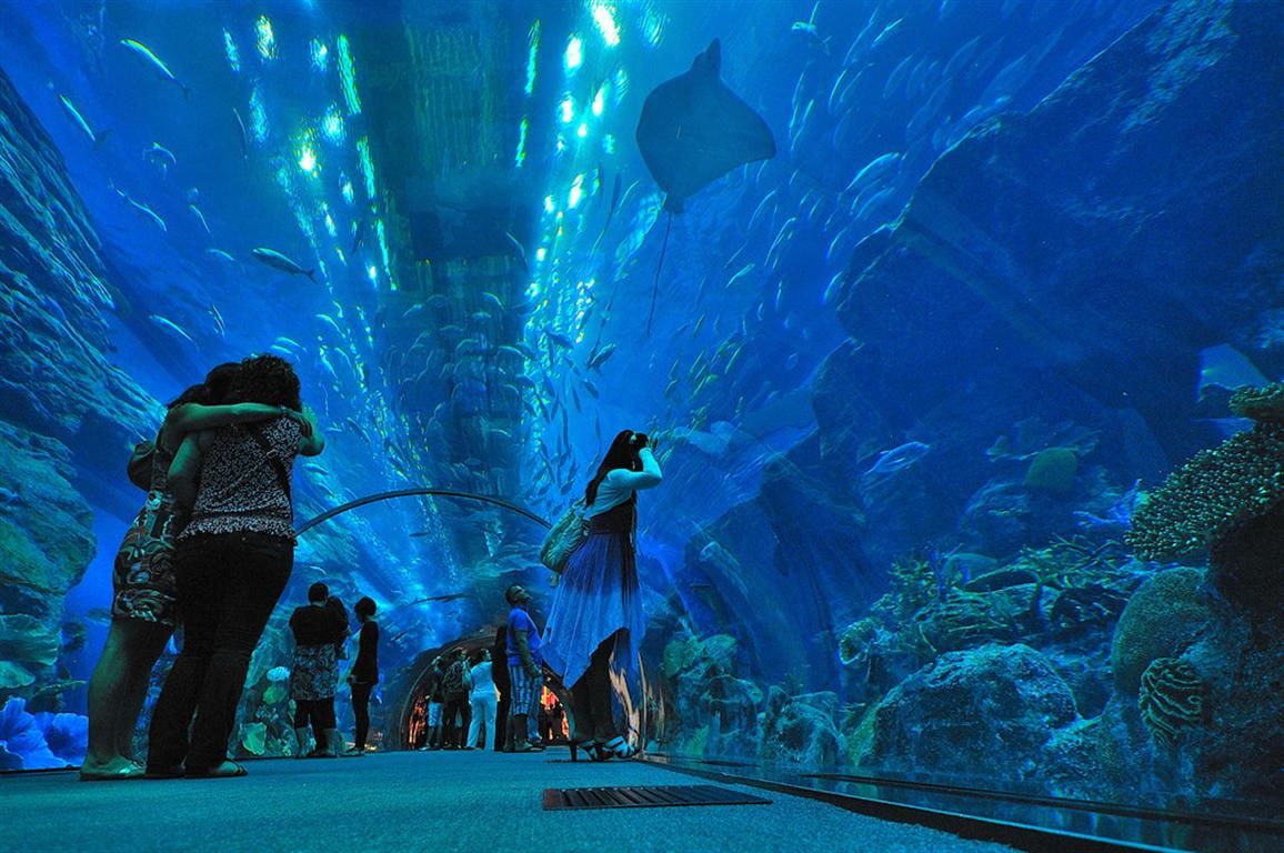 The Dubai Mall Aquarium